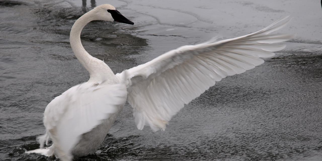 Trumpeter Swan stretches it's wings
