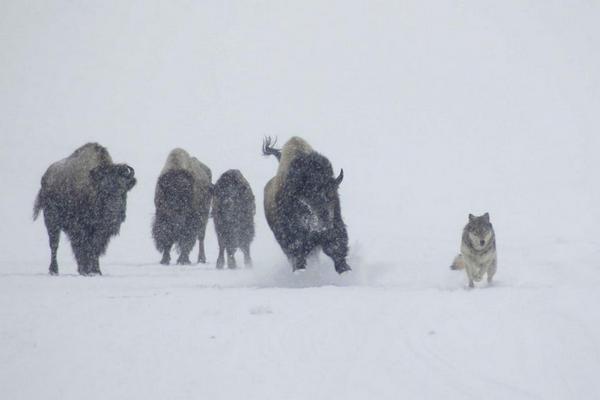 A bison chases a wolf in Yellowstone National Park
