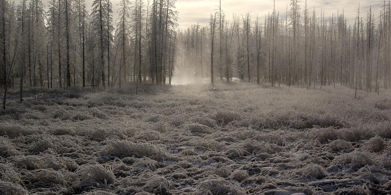 Morning Frost at Tangle Creek